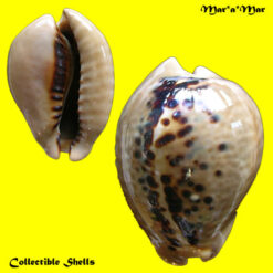 Cypraea (Muracypraea) mus mus Linnaeus, 1758