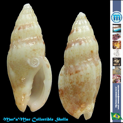 Enaeta leonardhilli Petuch, 1982