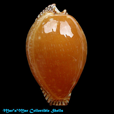 Cypraea guttata azumai (Schilder, 1960) - Imagem 2