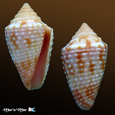 Conus cf. ogum Petuch & Myers, 2014