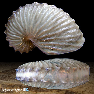 Argonauta boettgeri Von Maltzen, 1881