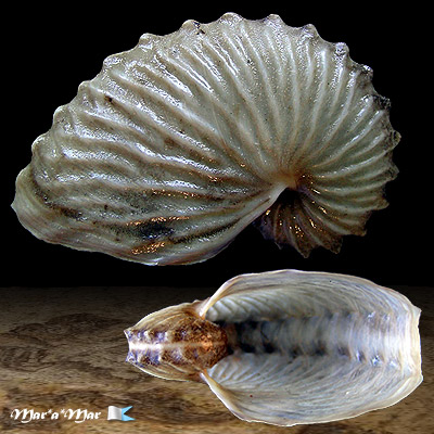 Argonauta boettgeri Von Maltzen, 1881 - Image 2