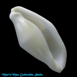 Cyphoma seccato (Sowerby, 1834)*