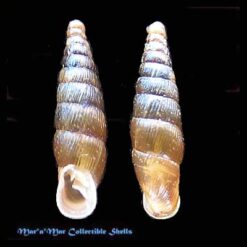 Siciliaria stigmatica Rosssmassler, 1836