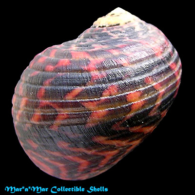 Nerita peloronta Linnaeus, 1758 - Imagem 2