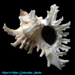 Chicoreus brevifrons (Lamarck, 1822)