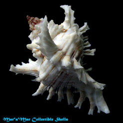 Alternative view of Chicoreus brevifrons (Lamarck, 1822)