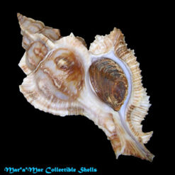 Siratus senegalensis (Gmelin, 1790)