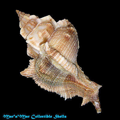 Siratus senegalensis (Gmelin, 1790) - Image 2