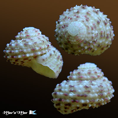 Arene bairdii (Dall, 1889)