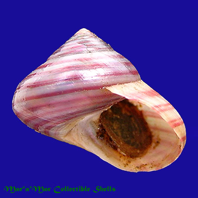 Photinula taeniata (Wood, 1828)