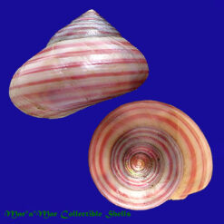 Alternative view of Photinula taeniata (Wood, 1828)