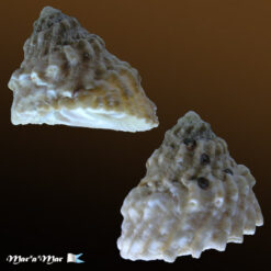 Astraea tecta olfersii (Philippi, 1846)