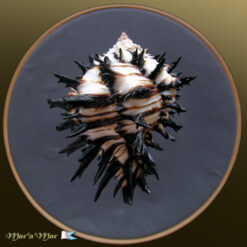 Alternative view of Muricanthus callidinus Gmelin,1791