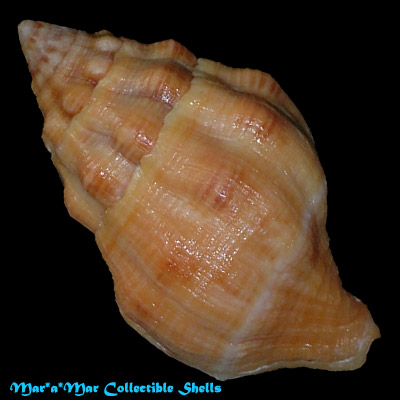 Leucozonia nassa (Gmelin, 1791) - Imagem 2