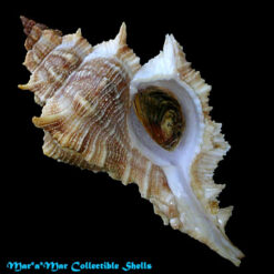 Chicoreus senegalensis (Gmelin, 1790)