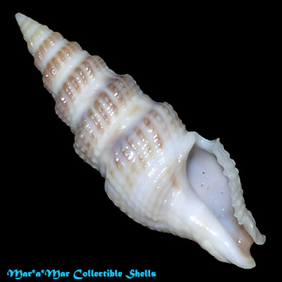 Clathrodrillia gibbosa (Born, 1778)