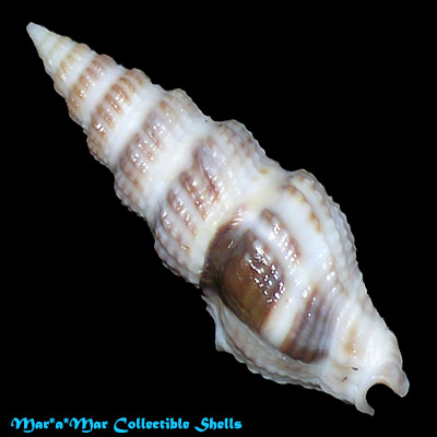 Clathrodrillia gibbosa (Born, 1778) - Imagem 2