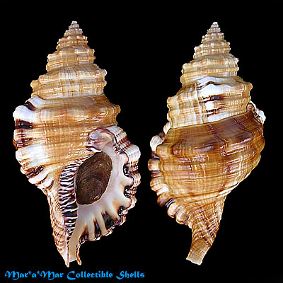 Cymatium parthenopeum (Von Salis, 1793)