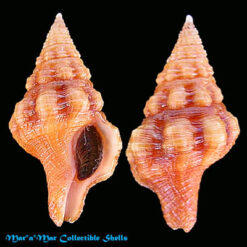 Latirus cf. tumens Carpenter, 1856