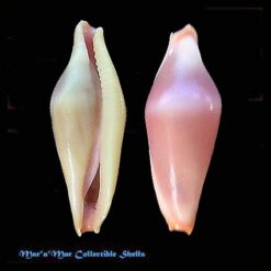 Pellasimnia verconis (Cotton, B.C. & F.C. Godfrey, 1932)