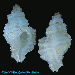 Muricopsis oxossi Petuch, 1979