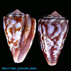 Conus (Poremskiconus) brasiliensis Clench, 1942