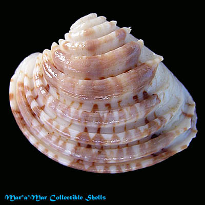 Chione paphia (Linnaeus, 1767)