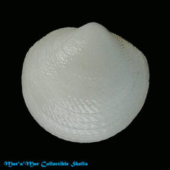 Divaricella quadrisulcata (Orbigny, 1842)