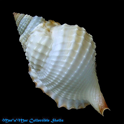 Distorsio robinsonni Petuch, 1987*