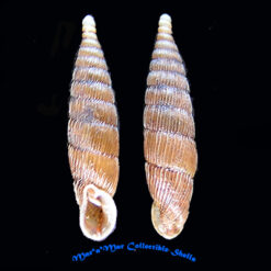 Clausilia dubia Drappamaud, 1805