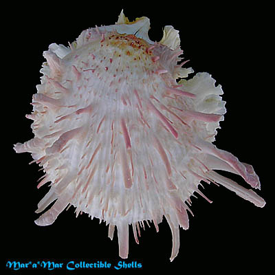 Spondylus americanus Hermann, 1781