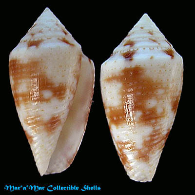 Conus cf. acutimarginatus Sowerby, 1866