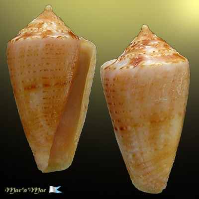 Conus pusillus Lamarck, 1811