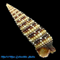 Triphora ornata (Deshayes, 1823)*