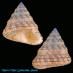 Calliostoma gemmosum (Reeve, 1842*)