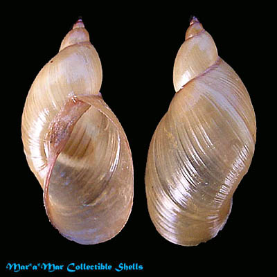 Pseudosuccinea peregrina (Clessin, 1822)