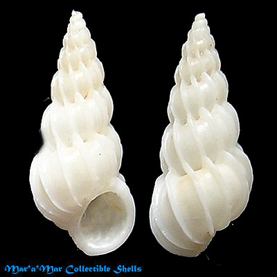 Hexaplex sp. – Mar a Mar