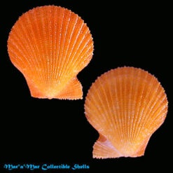 Chlamys benedictii (Verril & Bush, 1897)