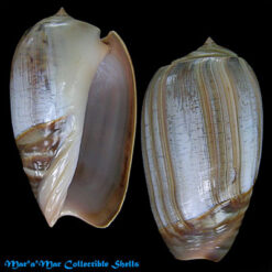 Olivancillaria urceus brasiliana (Lamarck, 1811)*