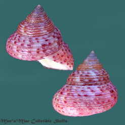 Calliostoma depictum Dall, 1927