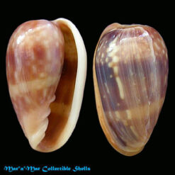 Bullata guerrinii Souza & Covert, 2001