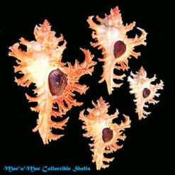 Chicoreus spectrum (Reeve, 1846)