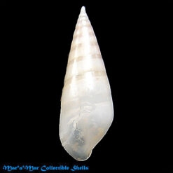 Eulima hypsela (Verril & Bush, 1900)*