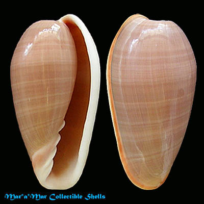 Bullata bullata (Born, 1778)