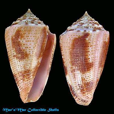 Conus ericmonnieri Petuch & Myers, 2014