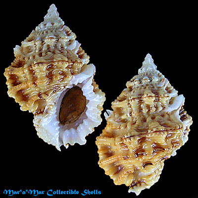 Bursa pacamoni Mathews & Coelho, 1971