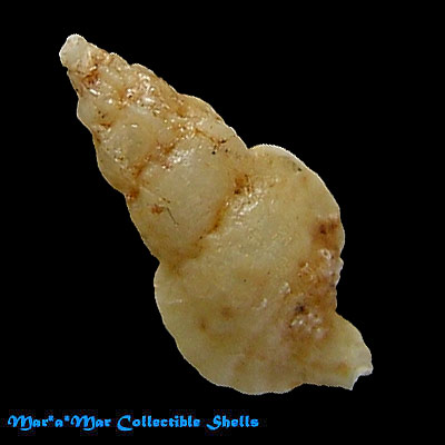 Aspella morchi Rodwin & D`Ćttilio, 1976