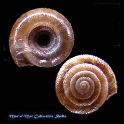 Discus perspectivus Megert & Muehfeldt, 1816