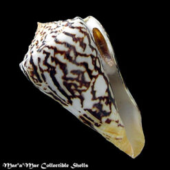 Conus centurio Born, 1778